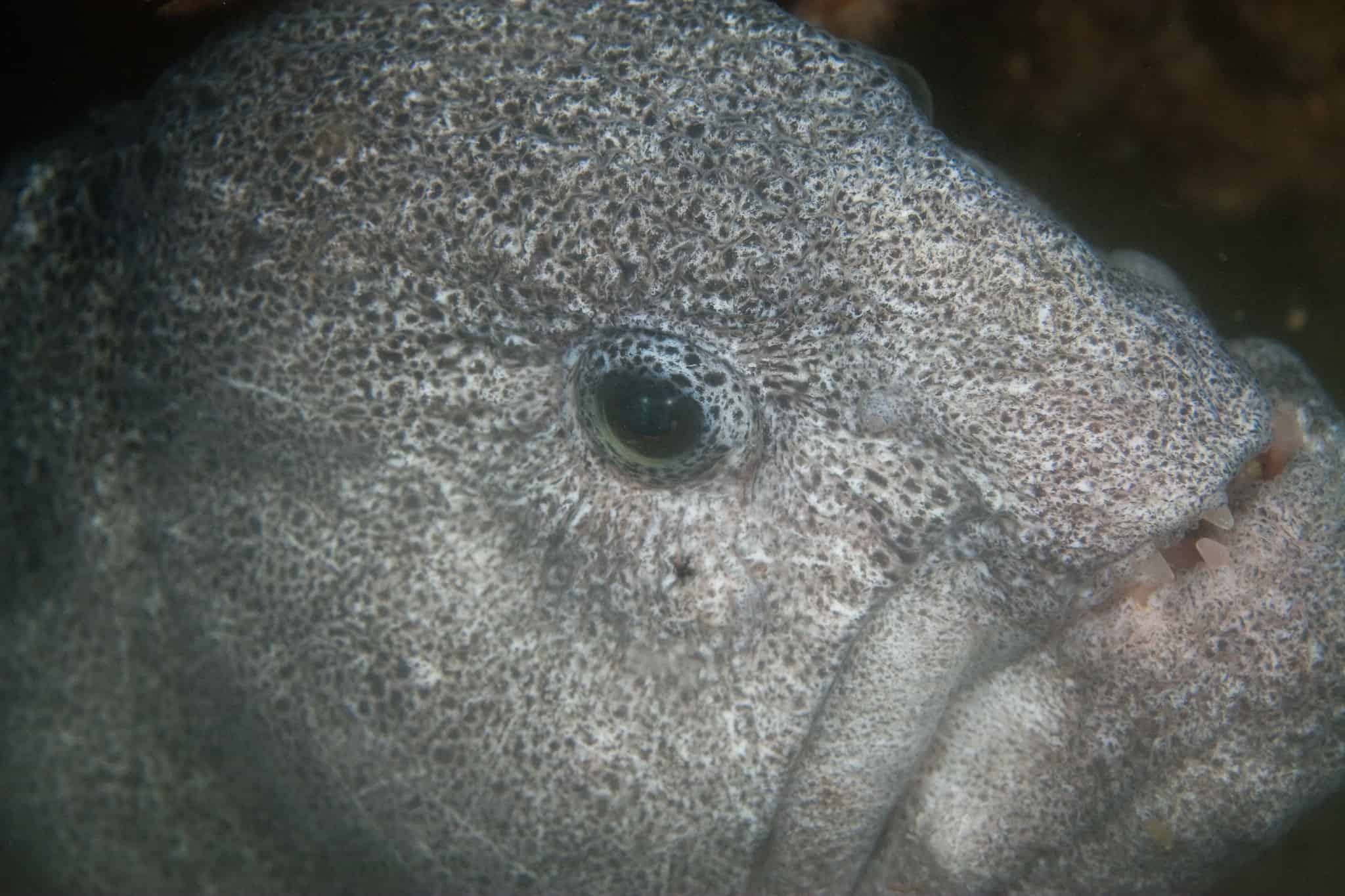 Wolf Eel 10 Facts about the Ferocious Sea wolf
